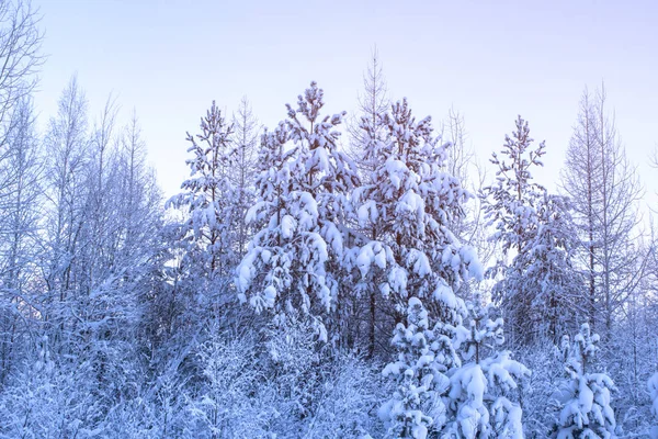 Neve Bianca Paesaggio Invernale — Foto Stock