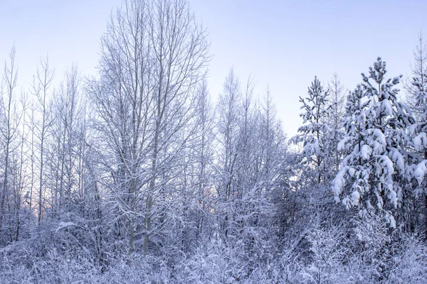 Paysage Hivernal Blanc Neige — Photo
