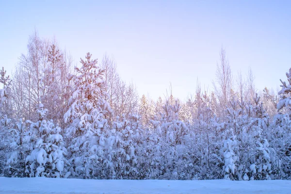 Peisaj Iarnă Alb Zăpadă — Fotografie, imagine de stoc