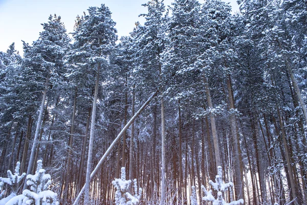 Pădurea Iarnă Prim Plan Aproape — Fotografie, imagine de stoc