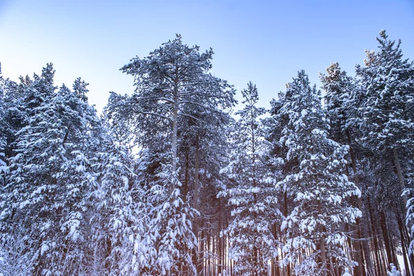 Χειμερινό Τοπίο Πευκοδάσος — Φωτογραφία Αρχείου
