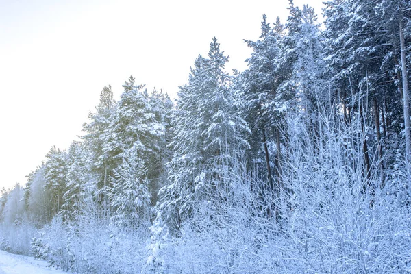 Foresta Invernale Vista Laterale — Foto Stock