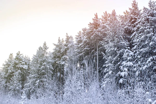 Foresta Invernale Vista Laterale — Foto Stock