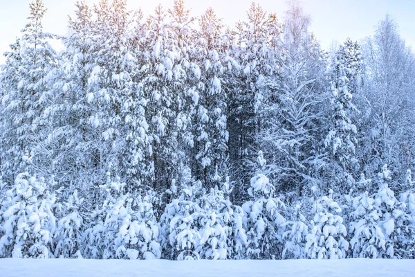 Peisaj Iarnă Pădure Pin — Fotografie, imagine de stoc