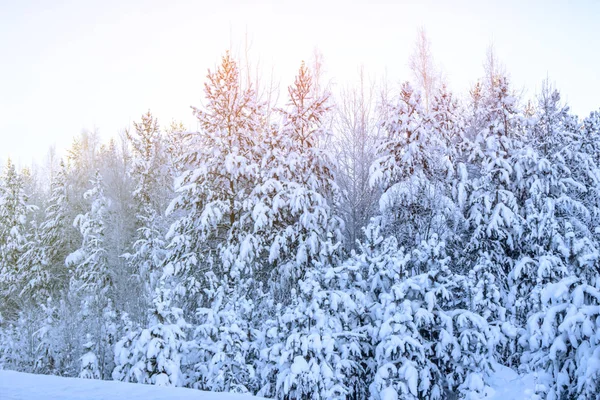 Paysage Hiver Forêt Pins — Photo