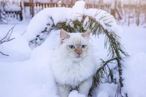 Witte Kat Spelen Sneeuw — Gratis stockfoto