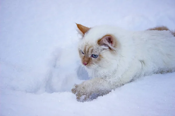 White cat runs in the snow, close-up