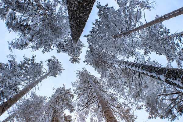 Snow-covered pine forest bottom view — Stock Image Snow Covered Pine Forest Bottom View — Stock Photo, Image