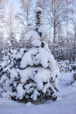 Kar ladin ön plan. yakın çekim