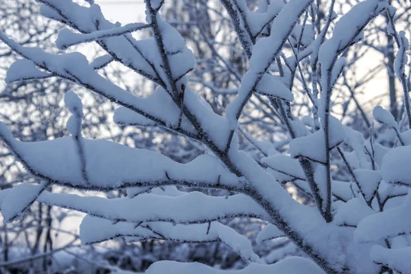 Ramuri Copaci Acoperite Zăpadă Aproape — Fotografie, imagine de stoc