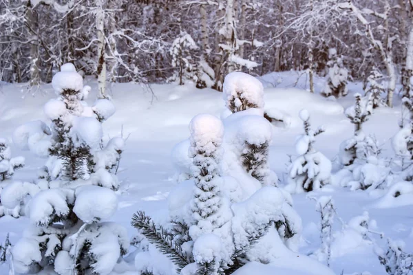 Bosque Nevado Primer Plano Cerca — Foto de Stock