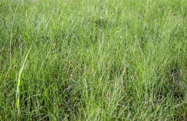 yeşil çimenler yakın