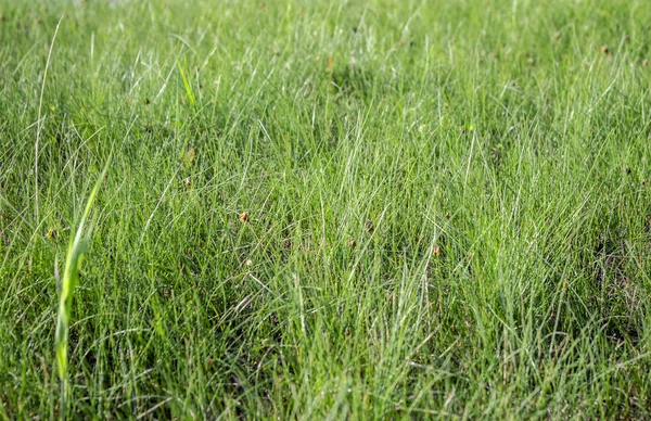 yeşil çimenler yakın