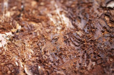 Kirli kabuk arka plan, yakın çekim