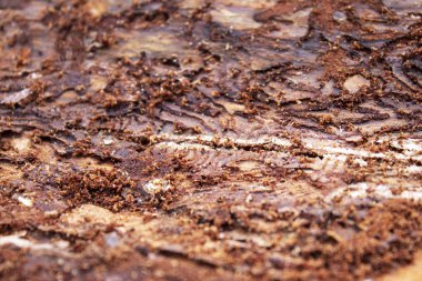 Arka plan kirli kahverengi bir ağaç kabuğu