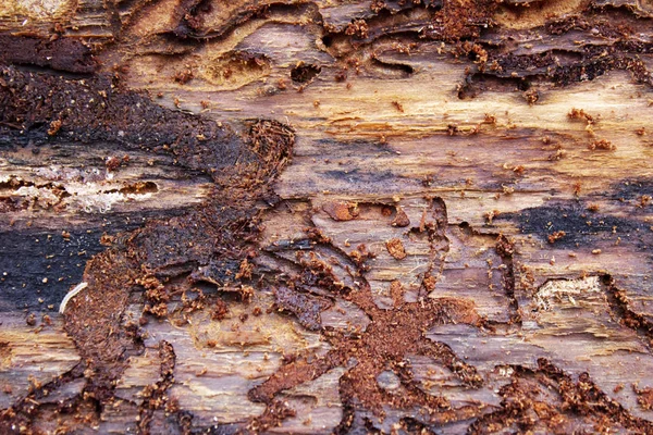 Background Moves Bark Beetle Close — Stock Photo, Image