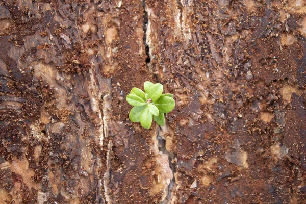 Filiz Bir Ağacın Kirli Kabuğu Ile Tatili Üst Görünümü — Stok fotoğraf