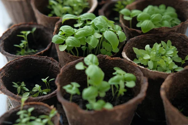 Cultivando albahaca en casa. Microgreens. Alimentación saludable —  Fotos de Stock