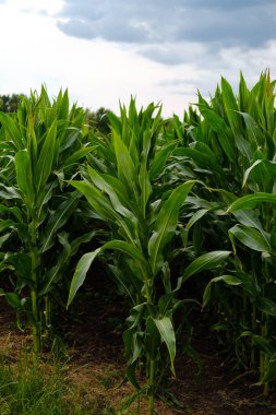 Mavi gökyüzüne karşı yeşil mısır tarlası. Güzel manzara