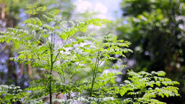 Zelené Stromy Rostlina Listy Izolované Zeleném Bokeh Rozmazané Pozadí Modrou — Stock fotografie