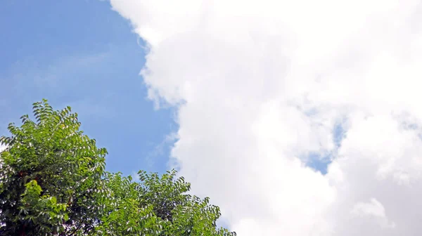 Fioriture Ramo Verde Albero Fioritura Sulla Cima Isolato Cielo Blu — Foto Stock