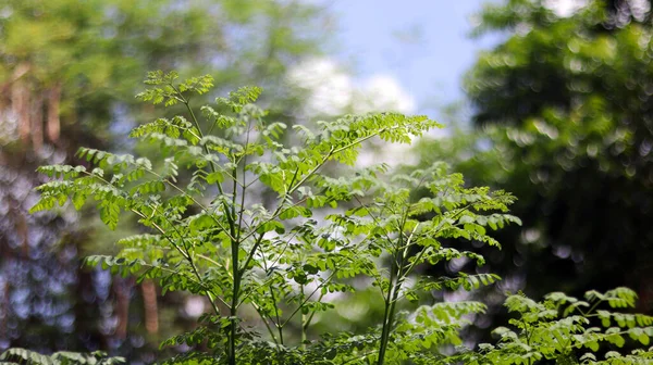 Zelené Stromy Rostlina Listy Izolované Zeleném Bokeh Rozmazané Pozadí Modrou — Stock fotografie