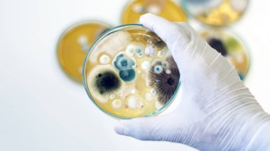 Malt Extract Agar in Petri kabında büyüyen medyayı kullanarak maya, küf ve mantar testlerini klinik örneklerden ayırmak ve ayırmak için kullanılıyor..