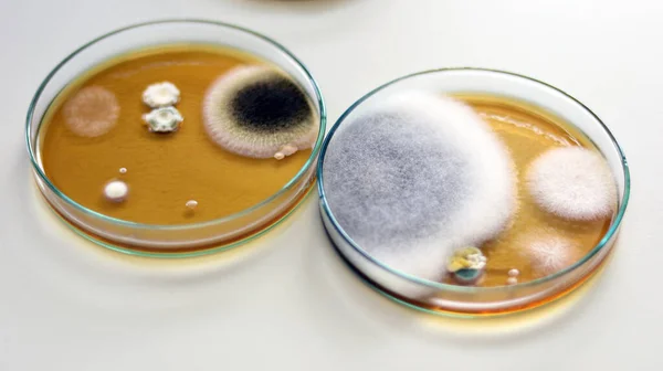 Malt Extract Agar in Petri dish using for growth media to isolate and cultivate yeasts, molds and fungal testing from clinical samples, investigation of environmental contamination source in air room.