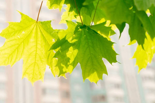 green leaves of young maple on a background of blurry high-rise buildings. city trees