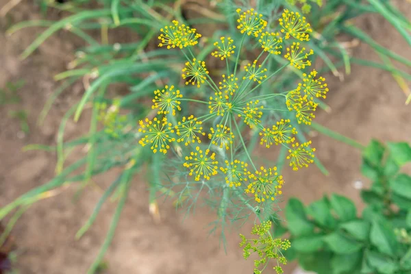 dill flowers close-up, top view. green plant with yellow flowers