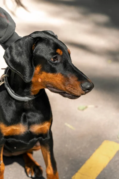 doberman puppy on a leash. young doberman in the sun on a summer day