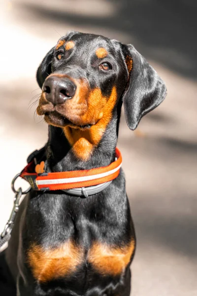 doberman puppy. Doberman puppy portrait on a walk.