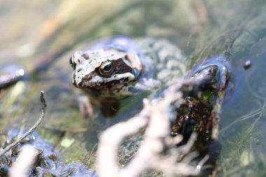 Gri kahverengi kurbağa suda oturur.