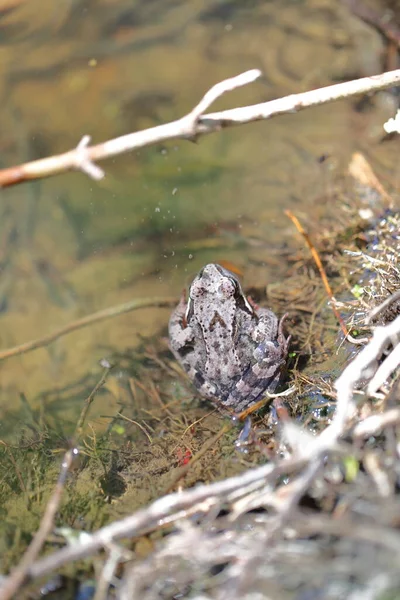 Une grenouille crapaud brun gris est assise dans l'eau — Photo