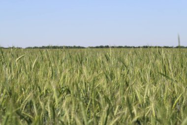 Çavdar ekili tarla yakında olgunlaşacak ve Rus doğasını okuyacak.