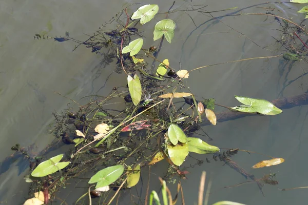 Равлики плавають у ставку і кріпляться до листя водяних лілій — стокове фото