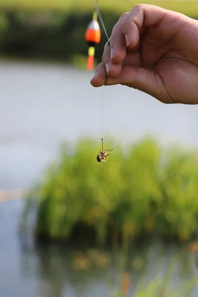 Tábano Capturado Utilizado Como Cebo Para Peces Pesca Cebo Gancho — Foto de Stock