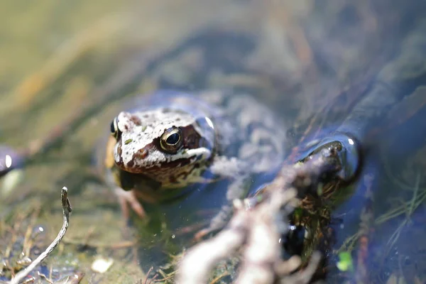 Schöner Kleiner Brauner Frosch Fluss Liegend — Stockfoto