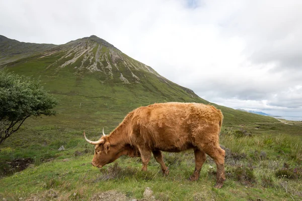 Highlander Typické Hovězí Plemeno Původně Skotska — Stock fotografie