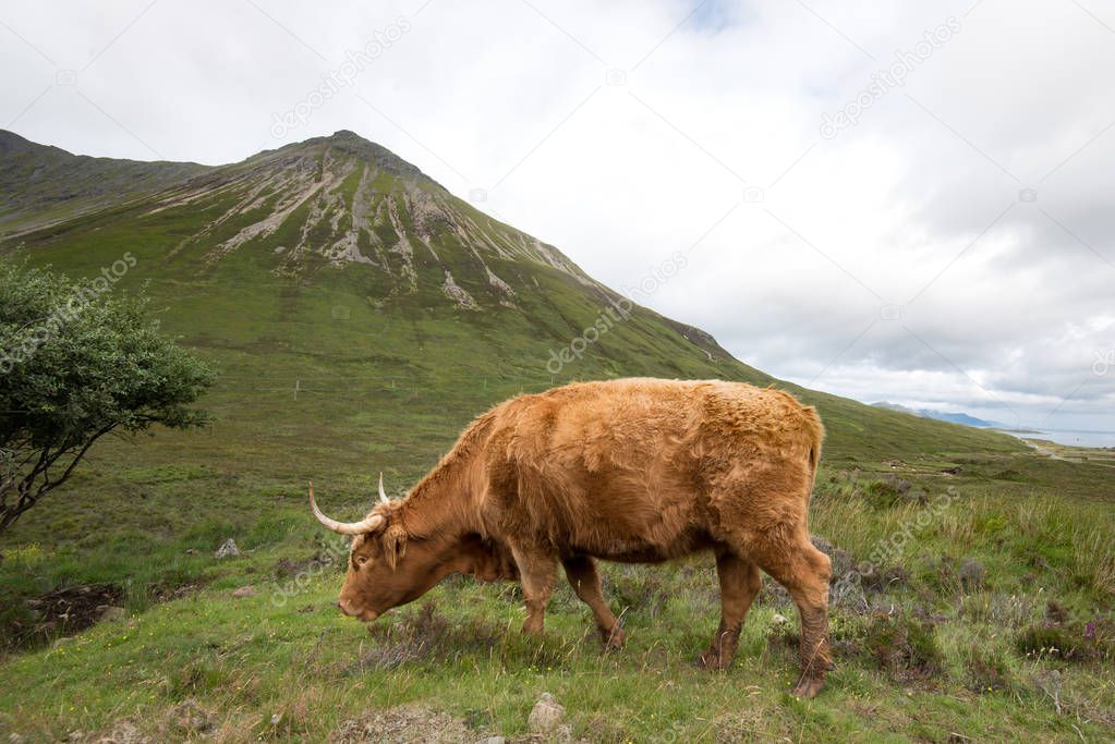 Highlander the typical beef breed originally from Scotland