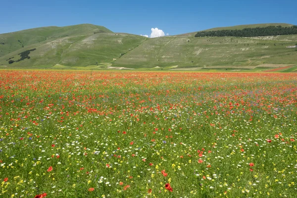 Castelluccio Norcia Parku Sibillini — Zdjęcie stockowe