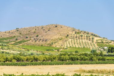 Zeytin ağaçları ve üzüm yanındaki tahıl alanları Sicilya, İtalya