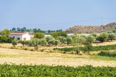 Zeytin ağaçları ve üzüm yanındaki tahıl alanları Sicilya, İtalya
