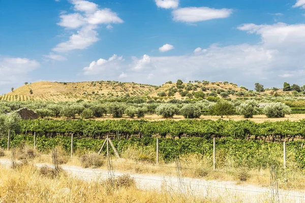 Reihen Von Olivenbäumen Und Reben Neben Getreidefeldern Sizilien Italien — Stockfoto