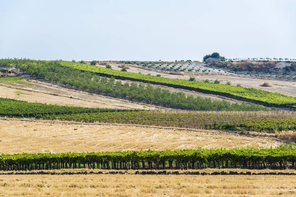 Rows of olive trees and vines next to cereal fields in Sicily, Italy