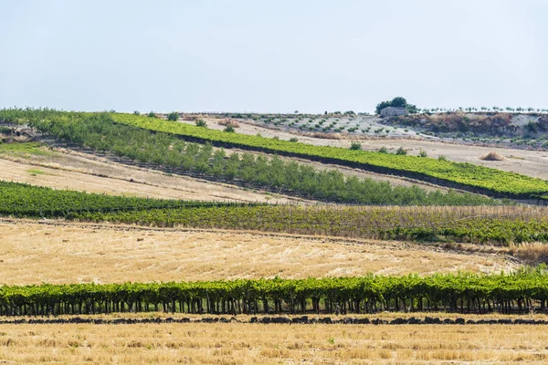 Fileiras Oliveiras Videiras Junto Aos Campos Cereais Sicília Itália — Fotografia de Stock