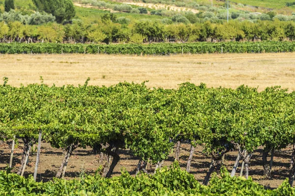 Rebenreihen Neben Getreidefeldern Sizilien Italien — Stockfoto