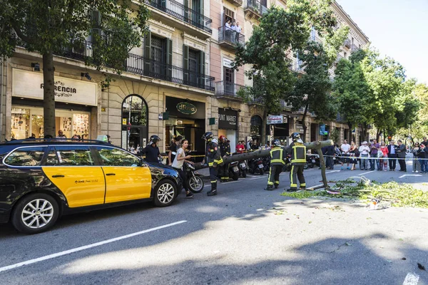 Barcelona Spanje September 2017 Brandweer Trekken Een Omgevallen Boom Het — Stockfoto