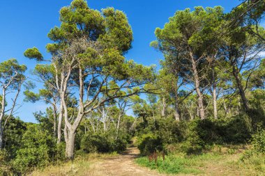 Toprak yol Akdeniz orman Costa Brava, Catalonia, İspanya