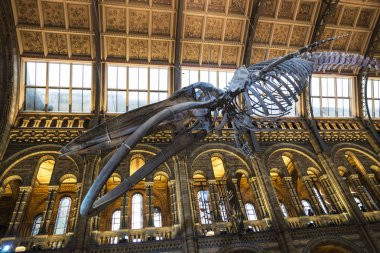 London, Büyük Britanya - 3 Ocak 2018: The Natural History Museum Londra, İngiltere, Birleşik Krallık'taki salonunda Hintze yüklü bir mavi balina iskeleti